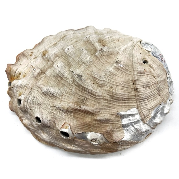 Abalone Shell Large 8.25” X 6.5” Ocean Sea Shell Natural Condition Trinket Dish - Picture 2 of 5